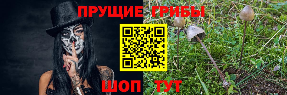Галлюциногенные грибы Psilocybe Ишим